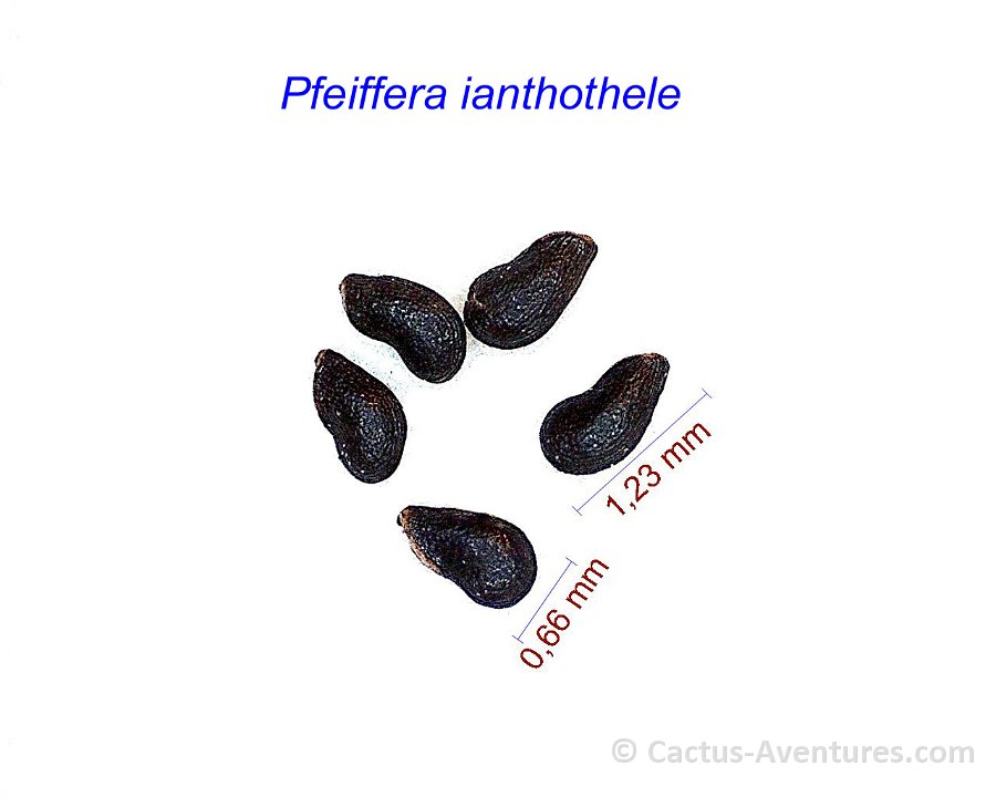 Pfeiffera ianthothele -